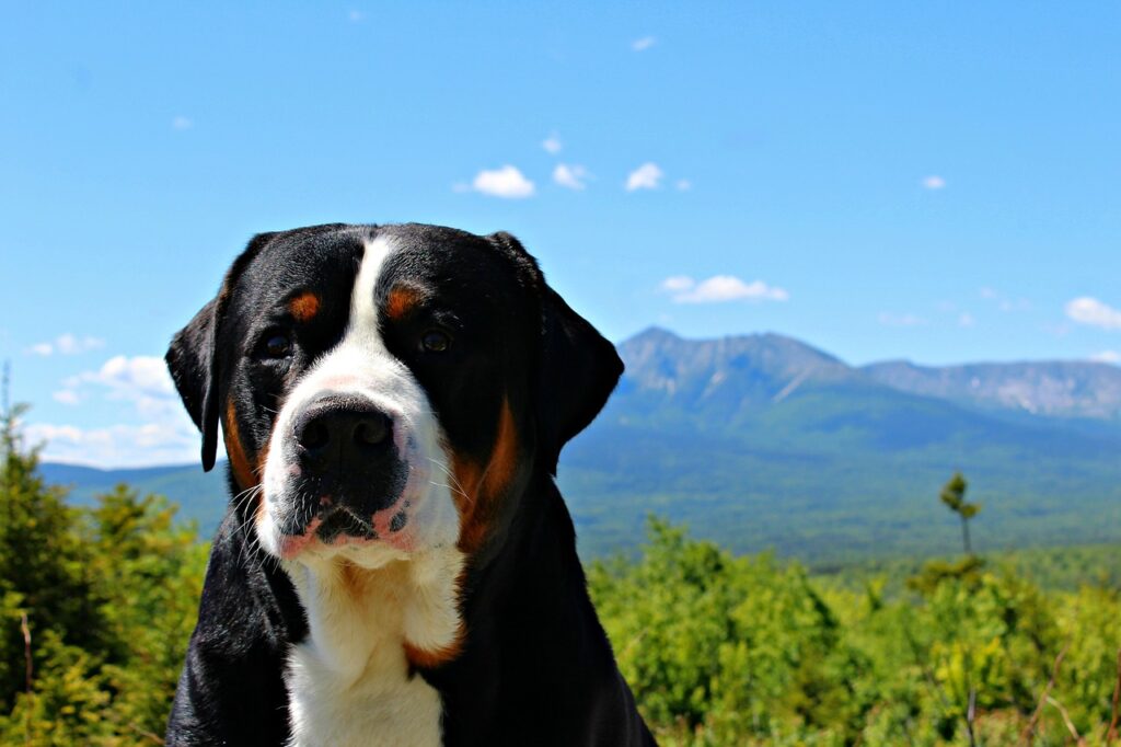 כלב הרים שוויצרי ענק - Greater Swiss Mountain Dog