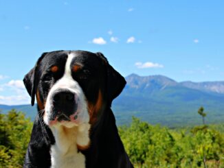 כלב הרים שוויצרי ענק - Greater Swiss Mountain Dog