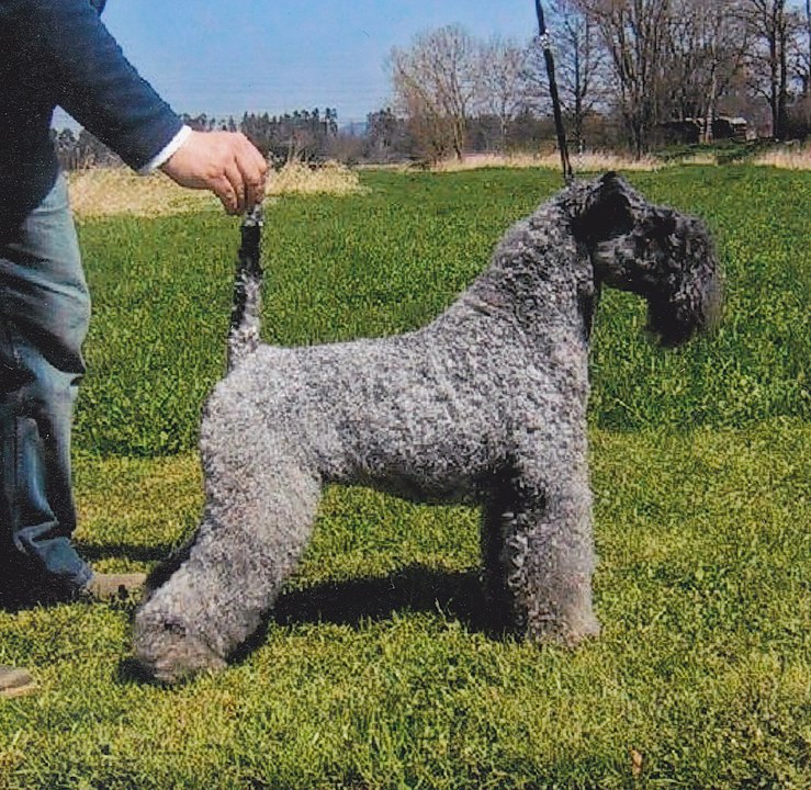 טרייר קרי כחול - Kerry Blue Terrier