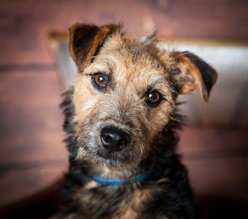 לייקלנד טרייר - Lakeland Terrier