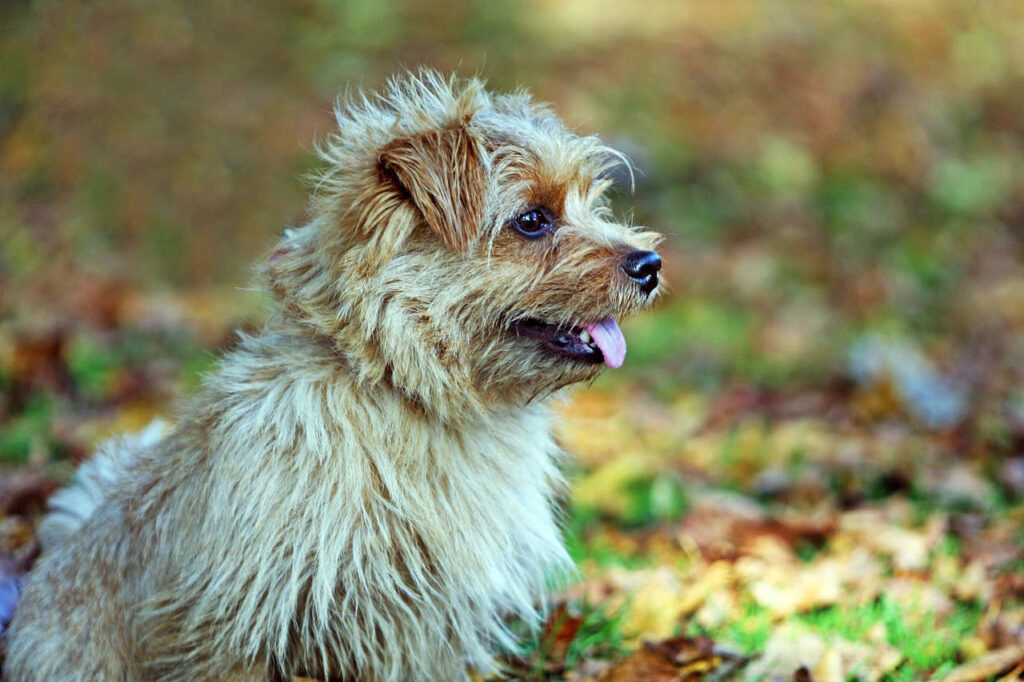 נורפוק טרייר - Norfolk Terrier