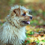 נורפוק טרייר - Norfolk Terrier