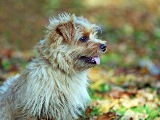 נורפוק טרייר - Norfolk Terrier