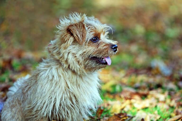נורפוק טרייר - Norfolk Terrier