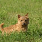 נוריץ' טרייר - Norwich Terrier