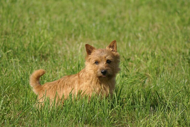 נוריץ' טרייר - Norwich Terrier