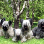סקאי טרייר - Skye Terrier