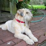 טרייר אירי רך שיער - Soft Coated Wheaten Terrier