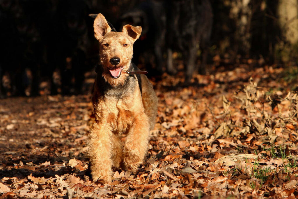 טרייר וולשי - Welsh Terrier