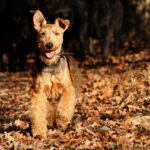 טרייר וולשי - Welsh Terrier