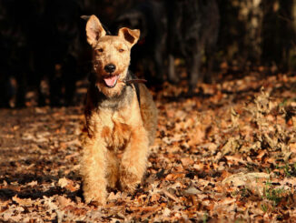 טרייר וולשי - Welsh Terrier