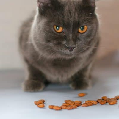 השוואה: מזון יבש מול מזון רטוב – מה עדיף לחתול שלך?