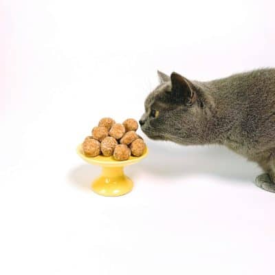 5 מתכונים טבעיים לחטיפים ביתיים לחתול