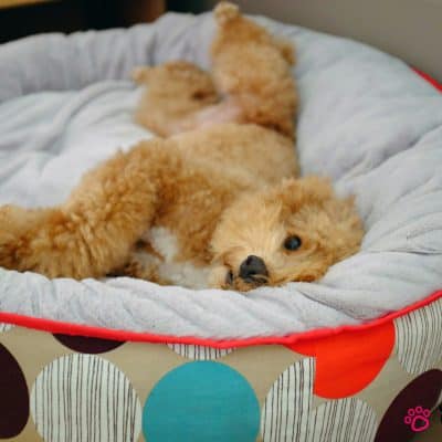 מיטות לכלבים – אילו באמת שוות את הכסף?