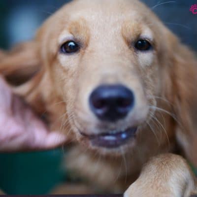 איך לנקות את האוזניים של הכלב בלי לפגוע בו?