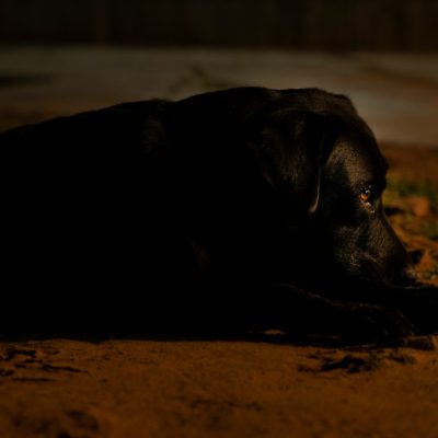 למה הכלב שלי בוכה בלילה? ומה עושים עם זה?