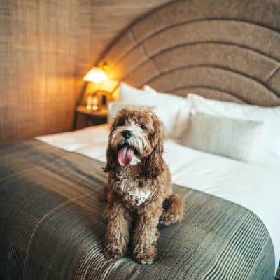 מלונות יוקרה בארץ שמקבלים כלבים – דירוג לפי רמת שירות