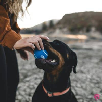 10 דברים שבעלי כלבים לא יודעים שהם עושים לא נכון