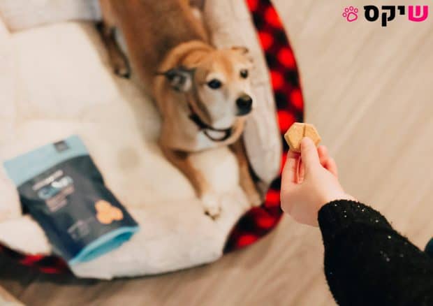 מתכונים לחטיפים ביתיים לכלבים מ-3 מרכיבים בלבד