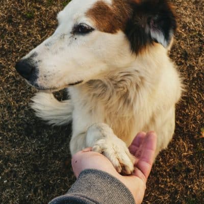 איך לדעת אם הכלב שלך באמת אוהב אותך?