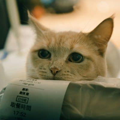 סקירה: קופונים לכל חנות חיות אונליין בישראל