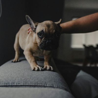 איך לדעת אם הכלב שלך סובל מחרדה?