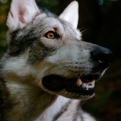 10 דברים שמפחידים כלבים – חלקם יפתיע אותך!