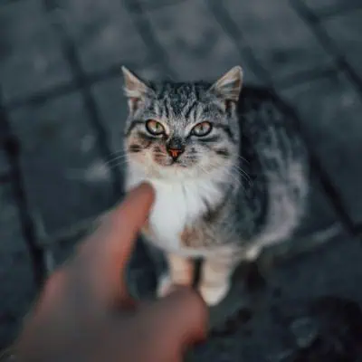 איך לבחור את חיית המחמד הראשונה שמתאימה לכם