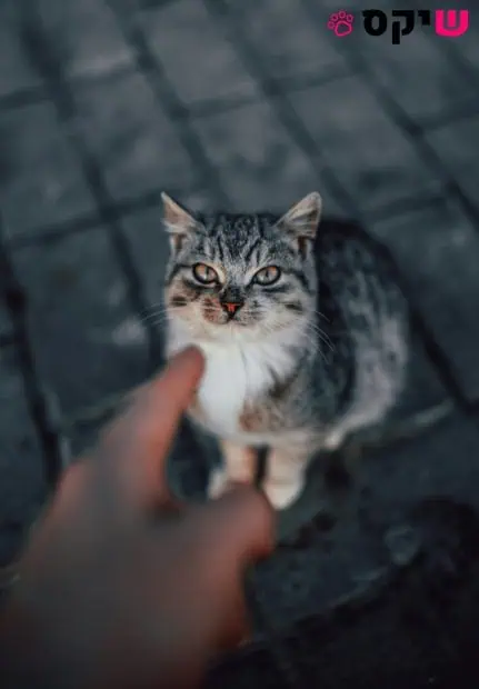 איך לבחור את חיית המחמד הראשונה שמתאימה לכם