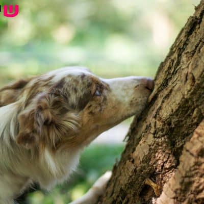 10 דברים שלא ידעתם על חוש הריח של כלבים