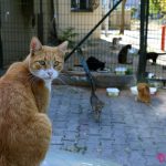חיות מחמד שמתאימות לילדים – בלי יותר מדי לכלוך