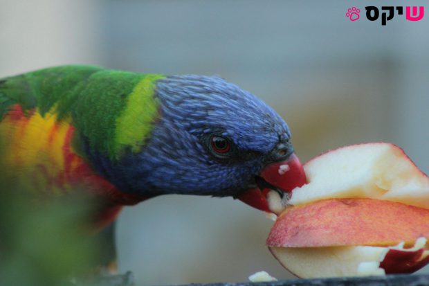 מזונות מומלצים לתוכים – ומה אסור בשום אופן