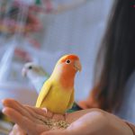 המדריך למתחילים – איך לגדל תוכי ידידותי וחברותי