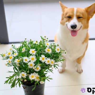 המדריך המלא: איך לשמור על הכלב שלכם מאושר, בריא ופעיל!