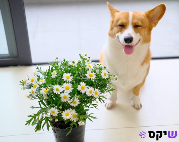 המדריך המלא: איך לשמור על הכלב שלכם מאושר, בריא ופעיל!