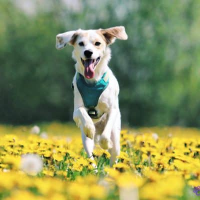 הכלבים שיחיו איתנו הכי הרבה: גזעים עם תוחלת חיים יוצאת דופן!