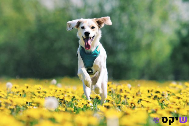 הכלבים שיחיו איתנו הכי הרבה: גזעים עם תוחלת חיים יוצאת דופן!