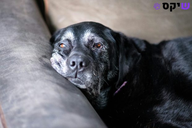 האם הוא כבר זקן? כך תזהו את 7 סימני ההזדקנות אצל הכלב שלכם