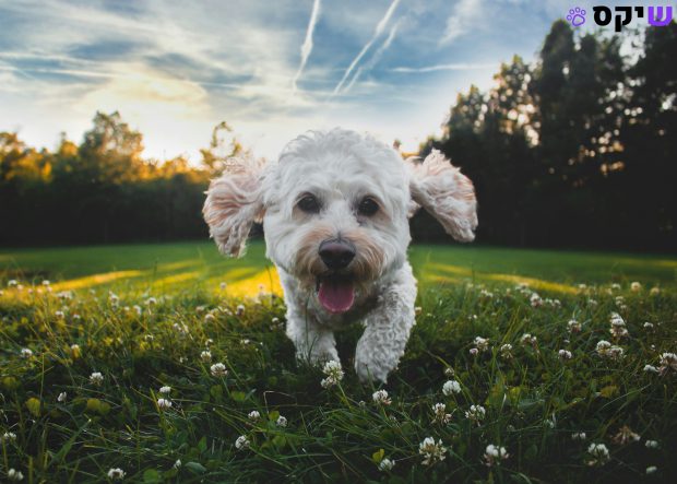 איך לגרום לכלב שלכם להיות מאושר: המדריך המלא לאושר זנב מכשכש!