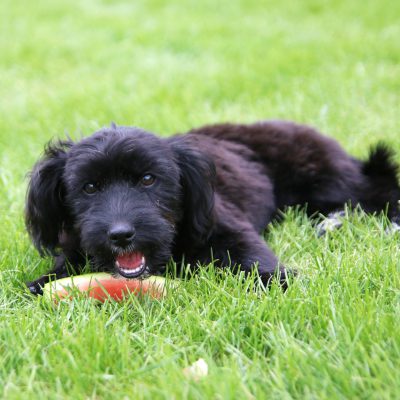 האם מותר לכלבים לאכול אבטיח? (ומה עם הגרעינים?)