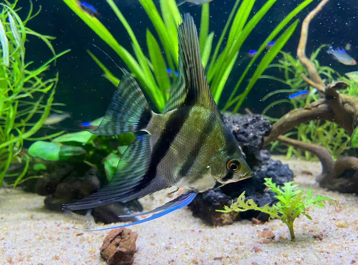 סייקל (Cycle): מה זה ולמה חייבים לעשות את זה לפני הכנסת דגים?