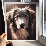 איך לנקות עיניים לכלב עם דמעות וכתמים